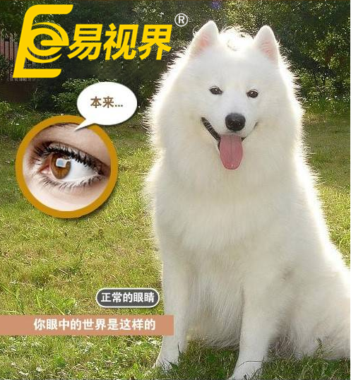 不一樣的眼病，不一樣的世界