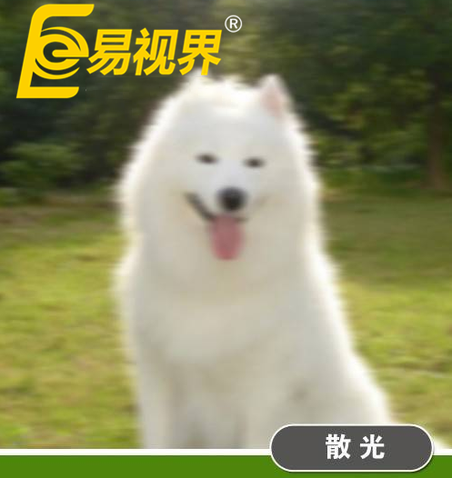 不一樣的眼病，不一樣的世界