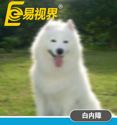 不一樣的眼病，不一樣的世界